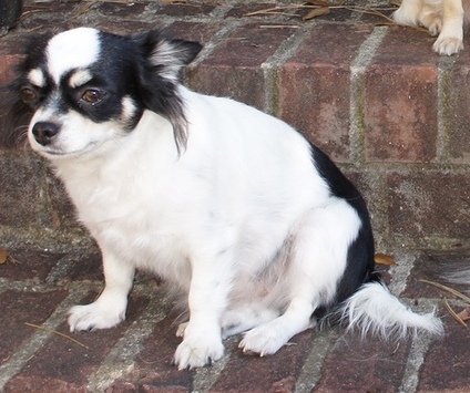 Our Females Registered Akc Purebred Pedigree Chihuahua Females