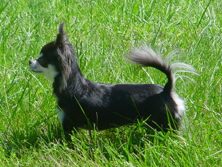 Our Females Registered Akc Purebred Pedigree Chihuahua Females