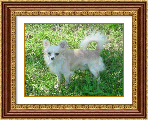 Romeo long coat chihuahua