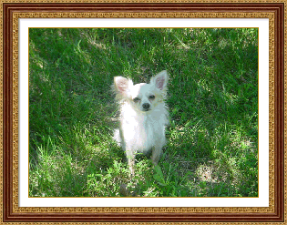 Romeo long coat chihuahua picture