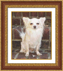 Romeo cream and white long coat chihuahua