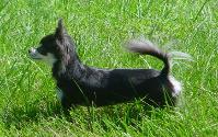 Woodland's Lilly female chihuahua